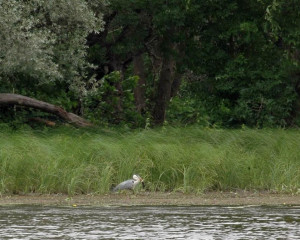siva caplja sa zutim lokvanjem vladimir dobretic  large 