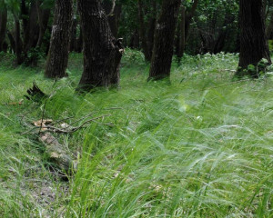 sumski pejsaz vladimir dobretic  large 