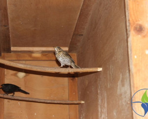 drozd pevac i crni kos