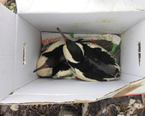 20180210 130515  Medium 