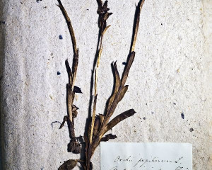 Primerci orhideje Orchis papilionacea  Pna  i   1855