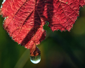 Odsjaj u kapi za plakat