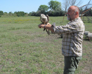 SENTA 28.8.2018. pustanje sokola  8 