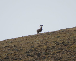 Argali ovan