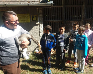 Demonstracija rada na zbrinjavanju divljih gusaka