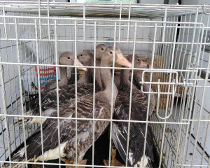 Divlje guske prilikom oduzimanja i transporta u Prihvatili  te