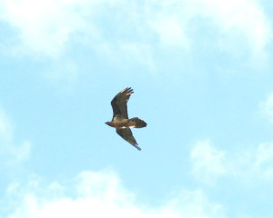 Gypaetus barbatus 13sep2018