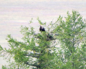 Krsta   na gnezdu Ust Kan