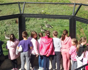 Pu  tanje divljih gusaka u otvoreni deo Prihvatili  ta ZOO vrta Pali  