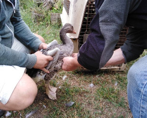   ipovanje divljih gusaka po dolasku u Prihvatili  te