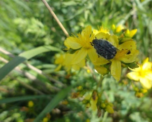 hypericum elegans strogo zasticena vrsta