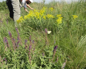 panonska lesna stepa 01