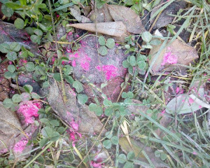 IMG 0e60908223a316aadf844095f4897587 V