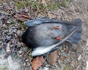 IMG 20181229 134339040