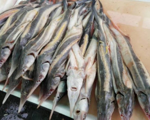 prodaja keiga na zemunskoj pijaci wwf