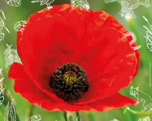 20180122 affiche spap 14 en full illustration web