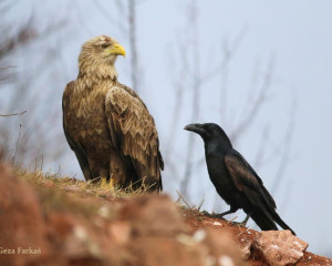 Geza Farkas belorepan1