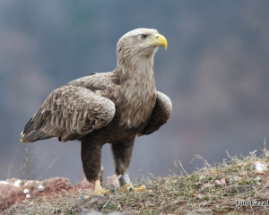 Geza Farkas belorepan2