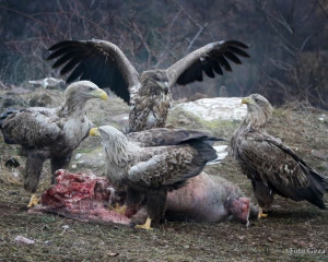 Geza Farkas belorepan3