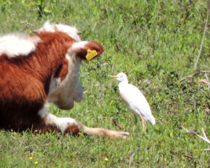 Bubulcus ibis 10maj2019 OB Perica Odoba  i  