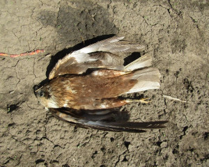 N. Orahovo eja mo   varica