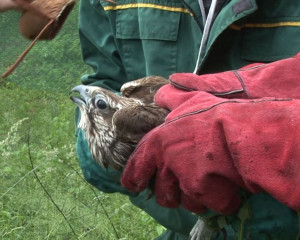 STEPSKI SOKO PZZP O  11 