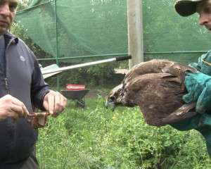 STEPSKI SOKO PZZP O  12 