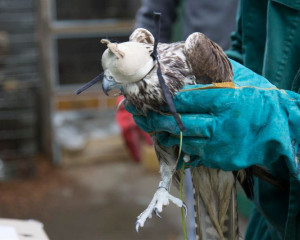 STEPSKI SOKO PZZP O  2 