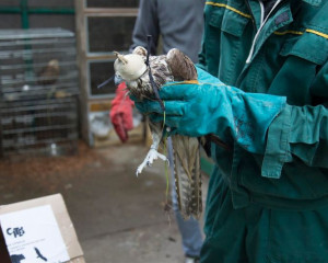 STEPSKI SOKO PZZP O  3 