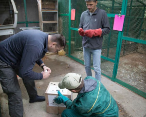 STEPSKI SOKO PZZP O  4 