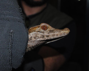 Caiman crocodilus 2  Medium 
