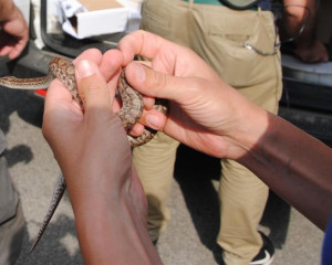 Epicrates maurus  Medium 