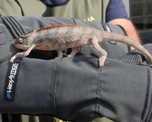 Frucifer pardalis  Medium 