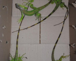 Iguana iguana  Medium 