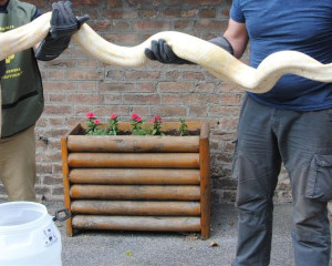 Python bivittatus  Medium 