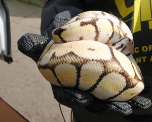 Python regius  Medium 