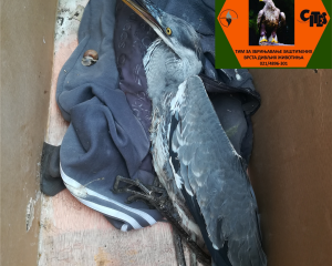 20190709 111016 0000  Large 