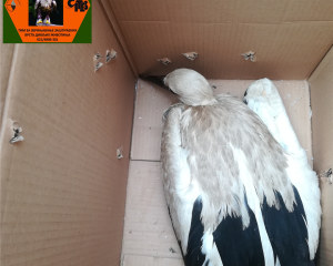 20190709 142207 0000  Large 