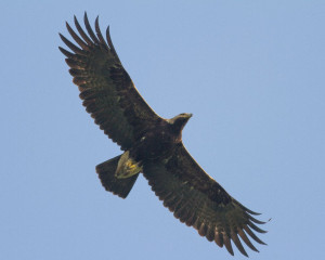 IE flying M  rton Horv  th 06