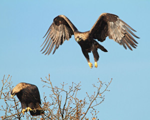 IE flying Svetoslav Spasov 04