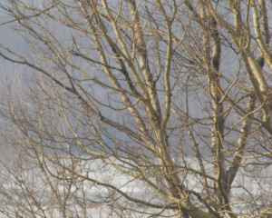 IE nest M  rton Horv  th 01