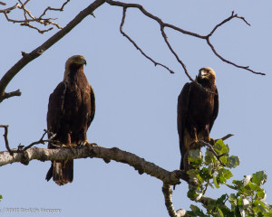 IE on tree M  rton Horv  th 11