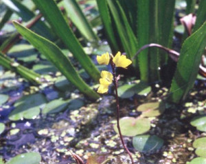 02 utricularia vulgaris zasavica  large 