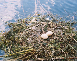 35a vesnahabijanmikes  large 