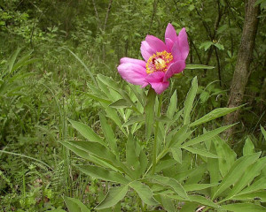banatski bozur1 vidastojsic  large 