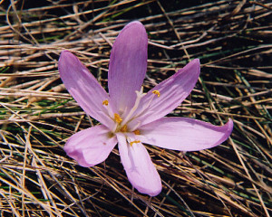 bulbocodium foto klara sabados