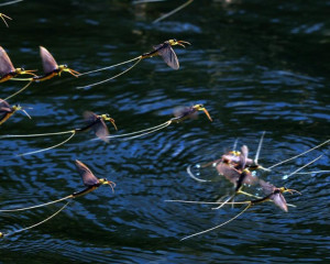 cvetanje tise darko timotic  large 