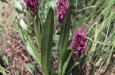 dactylorhiza incarnata vidastojsic  large 