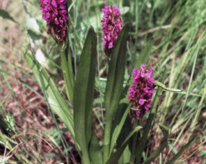 dactylorhiza incarnata vidastojsic  large 