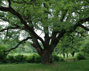 detalj debla i glavnih grana starog hrasta mirjanapopovic  large 